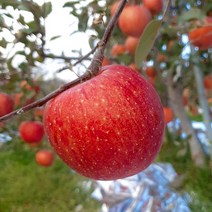 [프루티] 새콤달콤 2021 햇 홍로 사과 정품/스크래치사과 2.5kg 5kg 10kg (엔비 감홍 양광 부사 미시마 시나노스위트 후브릭스 아리수 홍로 못난이과일 주스용과일), 10kg 정품사과:소과(선물/가정용/34알이상~)