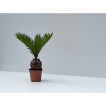 펠리체가든 소철나무 10cm 화분, 1개