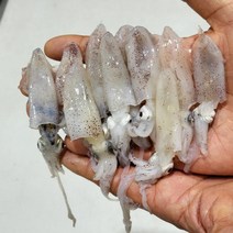 푸디앤 신진도 야들 쫄깃한 호래기 꼴뚜기1kg(중), 1개