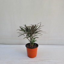아라리오 아랄리아 아라리아 공기정화식물 반려식물, 1개