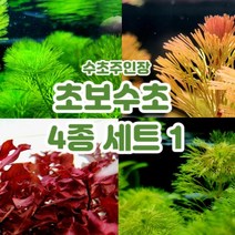 [플랜츠마스터] 수초주인장 초보 수초 4종 세트 1 총 10촉 (그린카붐바 2촉 레드카붐바 2촉 슈퍼레드 3촉 암브리아 3촉), 세트구성