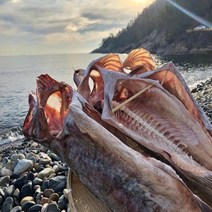 자연해풍 거제도 반건조대구 1마리 건대구, 1.통마리, 1.중-60~70cm