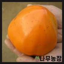 (나무농장) 감나무 왕대봉(야오끼) R4(결실주) 내외 분