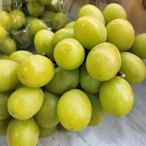 애플 청포도, 2팩 1.6kg, 2개