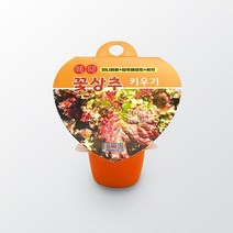 어린이 자연체험 꽃상추 재배키트 유치원 키우기 과학 씨앗 식물 새싹 성장 베란다