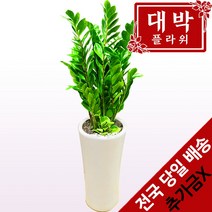 대박플라워 금전수(돈나무) 개업화분 집들이선물 실내인테리어 공기정화식물 관엽식물