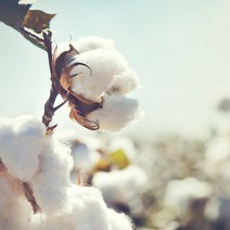 코튼씨드오일.면실유.목화씨오일.천연보습오일 5L, 코튼씨드오일.면실유.목화씨오일.천연보습오일5L-1개