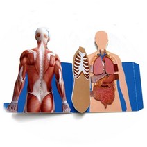 인체 내부 내장기관 구조모형 5인 인체의신비 실링