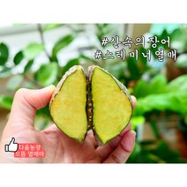 소화불량 위에 좋은 열매마 2kg 2022년 농장직판