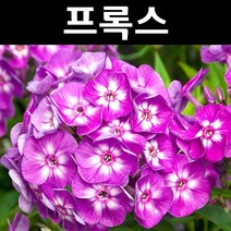 프록스(리틀로라) 10cm포트 3개/야생화/조경용/다년초