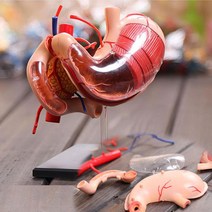10pcs 분리형 투명커버 위 관찰 인체모형 과학실 기자재 구조 교구 형태 확대모형 교육용 교재 보건용