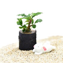 수초-부세와 작은통나무 활착 앙증맞은크기/헬로아쿠아