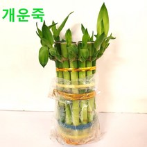 개운죽 10cm 1묶음 (12~13개포함) 1팩