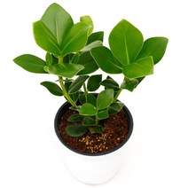 아침향기 공기정화식물 중형 대형 화분 중형몬스테라 특별할인, (중형) 크루시아, 1개