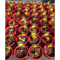 행복한꽃순이//복수초(노랑)/봄꽃/노지월동, 5개