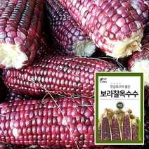 마이플랜트 보라 찰옥수수 씨앗 채소재배 베란다 텃밭, 단품