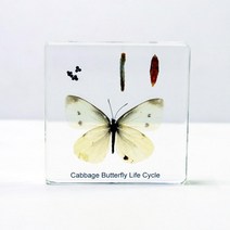 과학 실험 곤충 관찰 배추 흰나비 소형 표본 74mm 학습 도구 자연과학