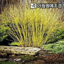 말채나무 묘목 가림원예조경, 노랑말채 키100cm분묘(5개세트)