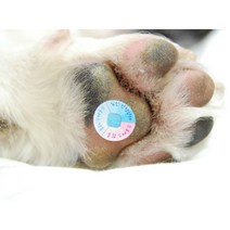 ☆로코스마트☆locosma_강아지 고양이 스트레스측정패치 (4ea) 고양이패치 애견측정패치 캣스트레스패치 캣측정패치 고양이측정패치_좋아요또만나요good^^b, 좋아요이상품!!, 좋아요이상품!!