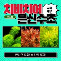 [수초킹] 치비치어 은신수초 3종세트 / 구피 새우 치어 치비 암브리아 로타라 인디카 홍콩 루드위지아 구피수초 수초 수초전문 수초도매 부상수초 초보 어항 수초세트, 3종 15촉(자이언트암브리아2촉+인디카10촉+쿠바3촉)