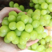 천안샤인머스켓 10월제철과일 샤인머스켓효능 샤인머스켓한송이, 1박스, 2kg