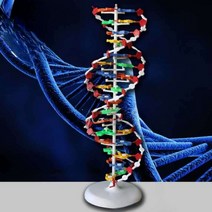 박사 추천 DNA 이중나선 구조 모형 생물 선생님 핫템 BIO05