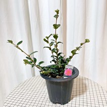 청년농부 흑향동백 동백나무 동백키우기 향기나는꽃 키우기쉬운식물