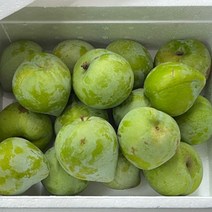 켈시자두 영천 고당도 햇 청자두 (1-2kg), 2kg특(16~2과내외)