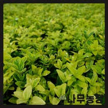 (나무농장) 황금사철나무 10cm 포트 ( 4주묶음 ), 1개