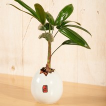 수경재배 실내화초 실내공기정화 수생식물 미니화분, 관음죽 계란화분, 1개