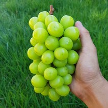 [품질선별] 쿠메푸드 22년 첫 출하 초고당도 샤인머스켓 망고포도 1kg 2kg 설 추석 선물 세트, 1kg 내외