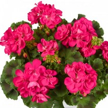 [어린모종]제라늄(영양계-조날) : 8cm분, 스마트 칼라 핫핑크, 1개