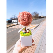 스칸디아모스 토피어리 화분 집들이 개업용 선물 캘리그라피화분, 옐로우