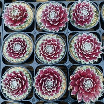 아라그로이룸 월동되는 바위솔 다육이, 1개