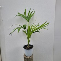 실내공기정화식물 겐차야자 중품 켄차야자 50-60cm 99