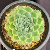 [메카다육]079-0228 하트초이스(에케베리아)화분포함 다육식물