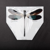 Euphaea variegata 베리게타 물잠자리 건조표본