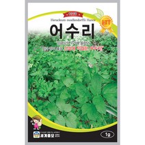 어수리 씨앗 어수리씨 1g, 1개