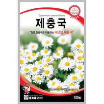 세계 제충국 씨앗 다년생 아스타 달마시안 살충제 국화과 봄 여름 가을 꽃씨 종자, 프릴드로즈