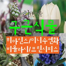허브여울 구근식물 모음(히아신스/미니수선화/프린시피스(알부카)/비올라시) 지름 9cm 소품화분, 히아신스블루(푸른보라)