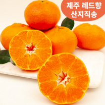 제주특산품 레드향 고급 과일 2kg 3kg 5kg 귤로향 귤 감귤 제주 산지직송, 03. 소과 5kg, 1개