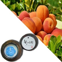 늘향 늘향 순수한 복숭아향 항아리캔들 (2737179), 1호 초록