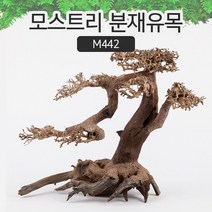 SM 프리미엄 베트남 분재유목 [M442], 본상품