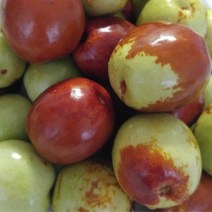 왕대추묘목 나무판매 자연농원, 왕대추 상묘, 1개