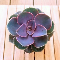 라일락 키우기 예쁜다육 중품40 랜덤발송, 단품