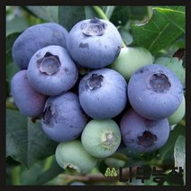 (나무농장) 블루베리나무 4년생 오닐 7치 화분