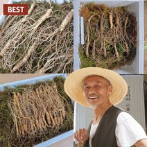 강원도 장뇌삼 7년근 산양삼 5년근 6년근 산삼 산양산삼 장내삼 장래삼 장뇌산삼 장뇌 인삼 새싹 선물 세트 5뿌리 10뿌리 15뿌리 장로 배양근 새싹삼, 장뇌삼 5뿌리