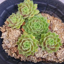꽃나무팜 익소르나바위솔 월동다육이 국민다육 반려식물 선별배송 다육이키우기 키우기쉬운식물