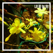 내꽃농원 영춘화 키 100cm 2주 묶음