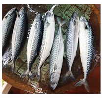 통고등어(노르웨이) 20kg(400500) 40마리, 단품